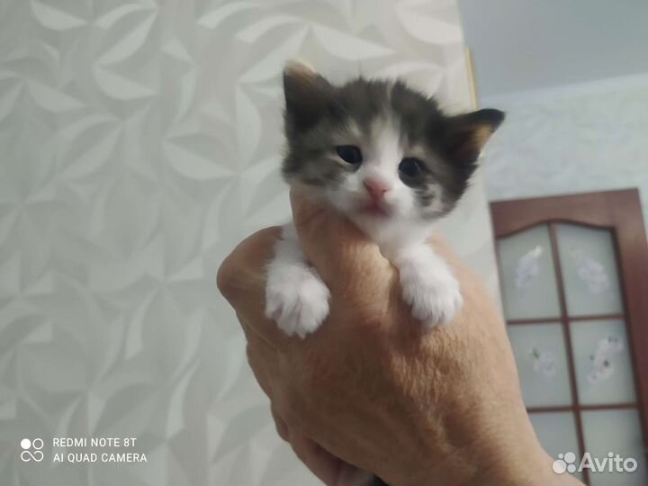 Котята в добрые руки приучены к лотку