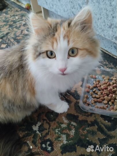 Отдам бесплатно кошку