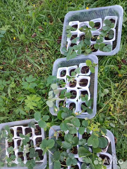 Клубника садовая