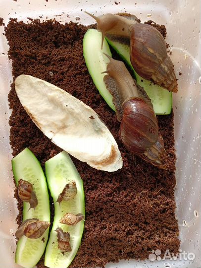 Улитки ахатины