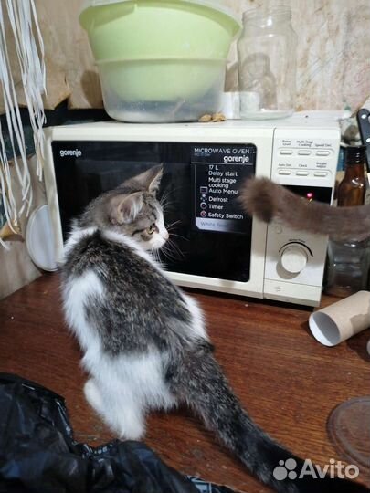 Котята в добрые руки