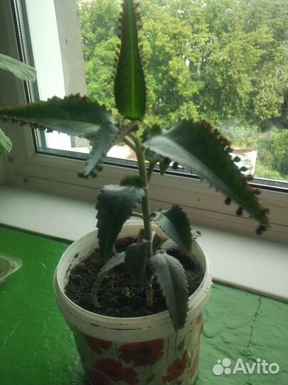 Комнатные цветы