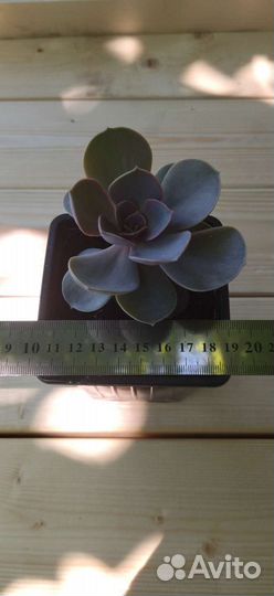 Суккуленты, эхеверия, крассула