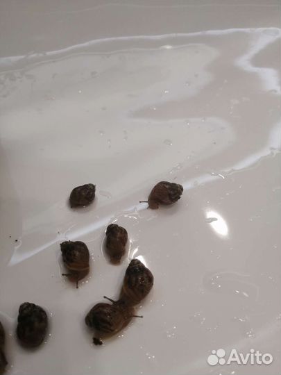 Улитки ахатины