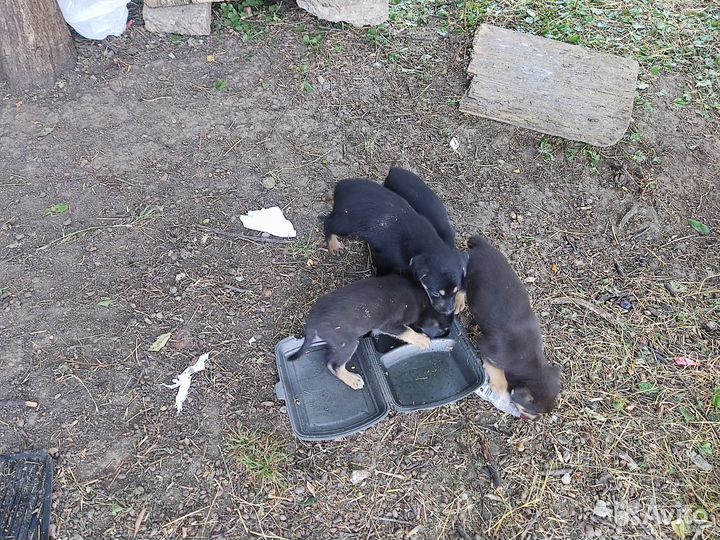 Щенки ищут дом