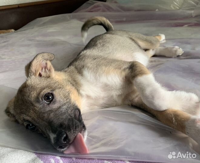 Щенок в добрые руки