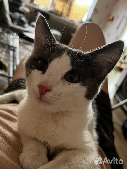 Кошка