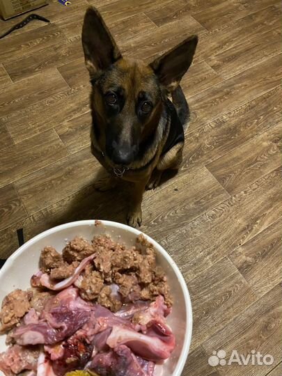 Выгул собак