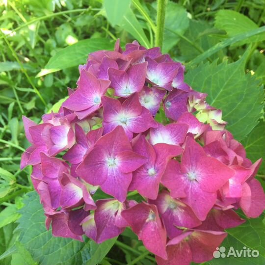 Цветы гортензия