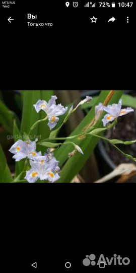 Ирис японский