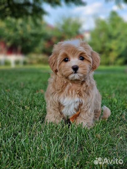 Мальтипу девочка Корейские крови