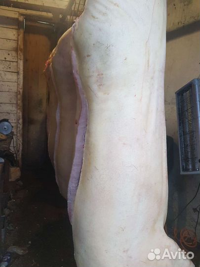 Мясо свинина в тушках