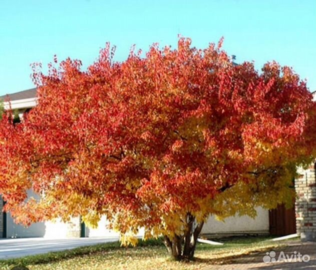 Клен татарский