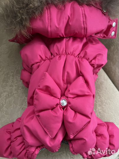 Комбинезон Королевский для маленькой собачки