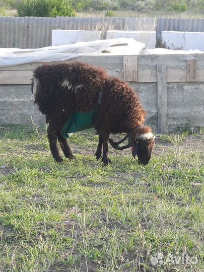 Гисарские овцы