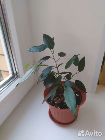 Фикус бенджамина