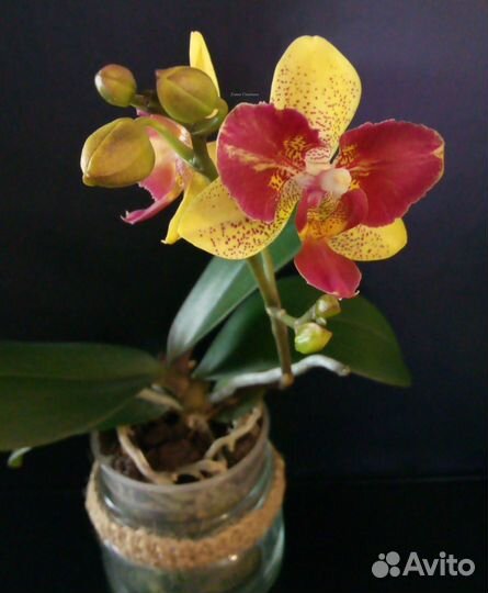 Орхидея фаленопсис Kaleidoscope