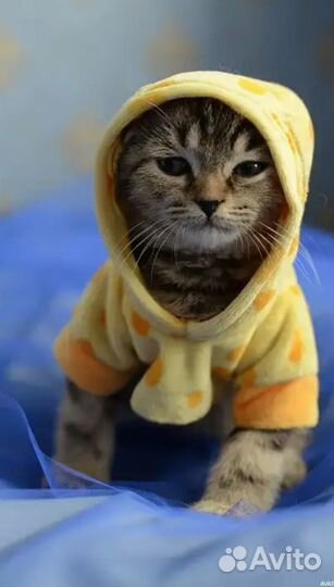 Передержка кошек,котоняня,зооняня