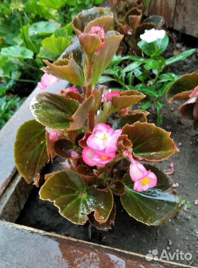 Молодые цветущие пеларгонии/бегонии вечноцветущие