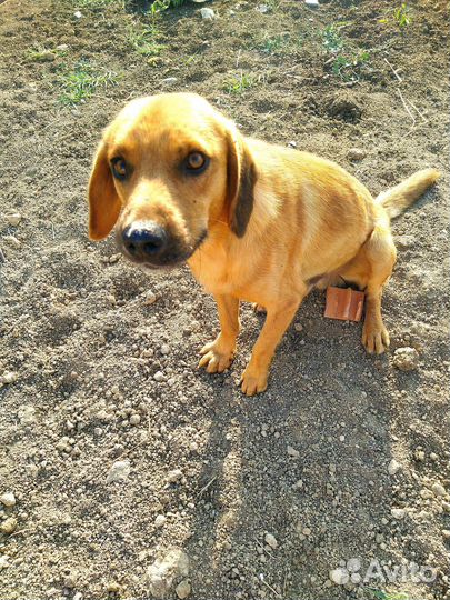 Собака в добрые руки