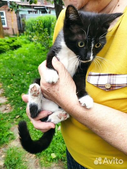 Котики в добрые руки бесплатно