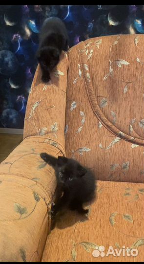 Котята шотланцы