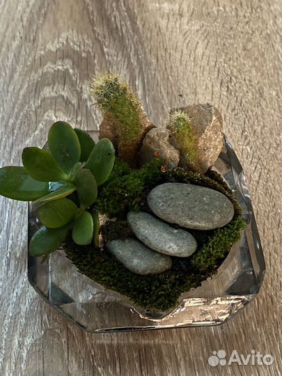 Флорариум Город в табакерке