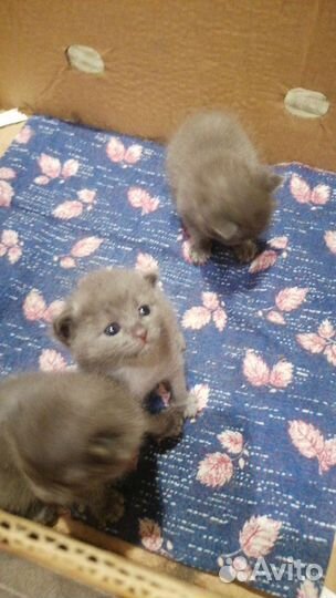 Кошки породистые бесплатно