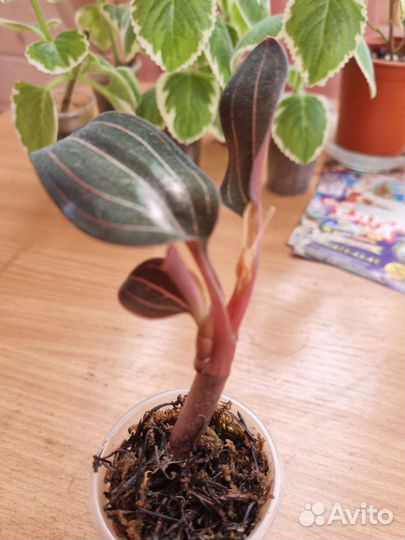 Орхидея лудизия драгоценная