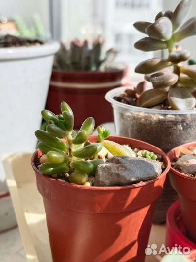 Суккуленты от