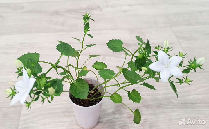 Кампанула Невеста