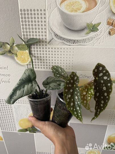 Комнатные растения всё по 200