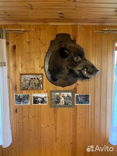 Чучела животных. Чучело Антилопы Импала