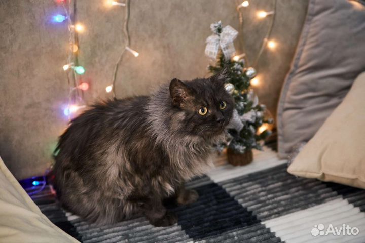 Взрослый кот Буба ищет дом