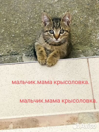 Отдам бесплатно