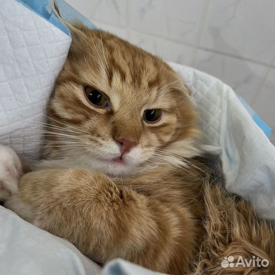 Ветеринарный врач на дом