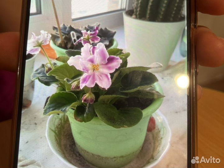 Фиалки белые