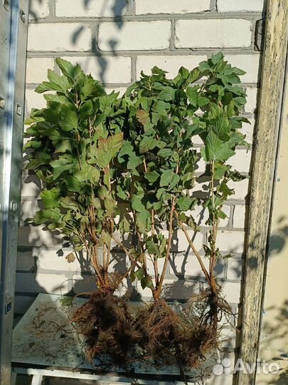 Саженцы черной смородины сорта 