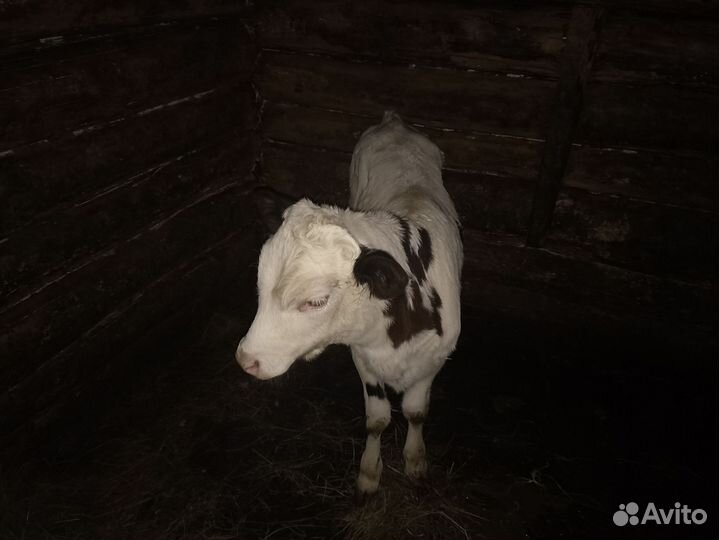 Навоз коровий в мешках 100рмешок