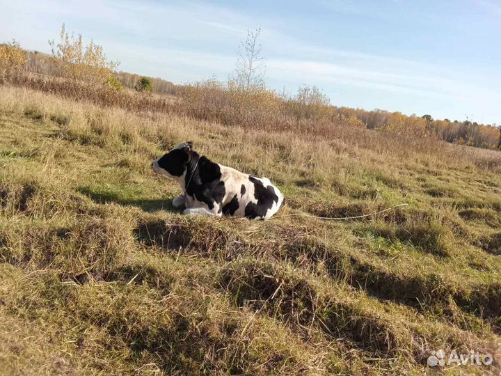 Бычки и телята