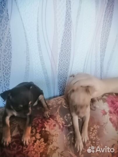 Щенки тойтерьера