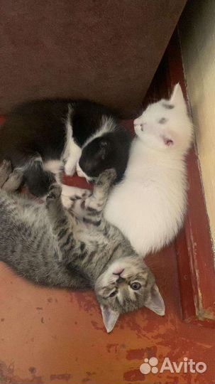 Котята в добрые руки