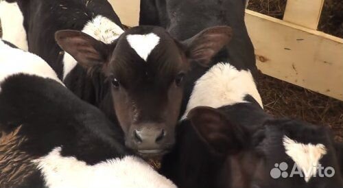 Бычки,телочки