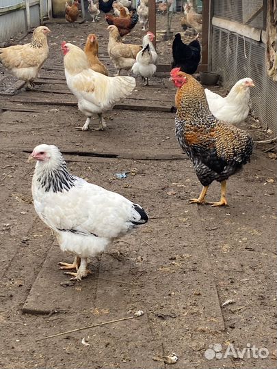 Инкубационное яйцо кур брама, фавероль