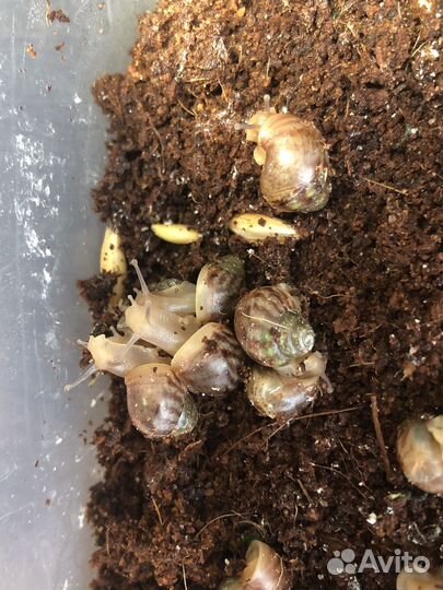 Улитки ахатины маленькие
