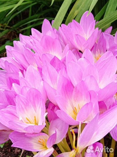 Безвременник. Лук слизун, шнитт и другие