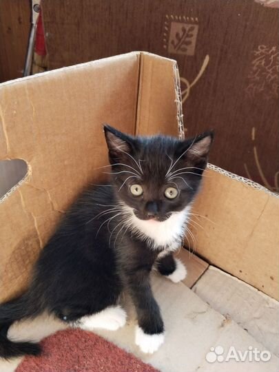 Котёнок в дар