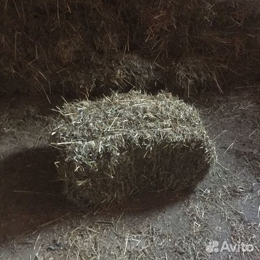 Сено в тюках клевер. Суданка в тюках. Сено в тюках воронежская область. Стоимость сена в тюках. Стоимость сена в тюках.
