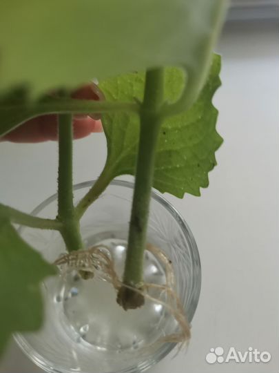 Комнатная мята