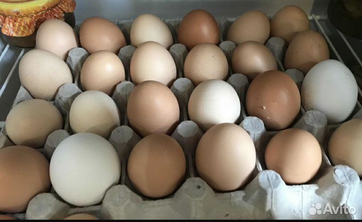 Домашние куриные яйца